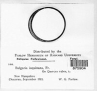Bulgaria inquinans image